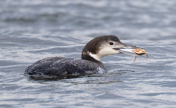 Common Loon, Gavia immer, with European Green Crab, Indian River Inlet, Bethany Beach, Delaware, January 27, 2023 (11)