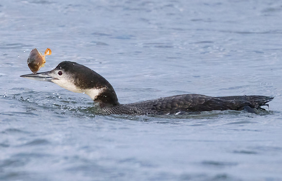 Common Loon, Gavia immer, with European Green Crab, Indian River Inlet, Bethany Beach, Delaware, January 27, 2023 (13)