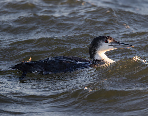 Common Loon, Gavia immer, Barnegat Light, New Jersey, December 13, 2022