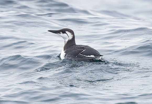 Common Murre, Uria aalge, Pelagic trip, Ocean City, Maryland, February 27, 2022 (4)
