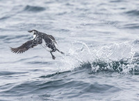 Common Murre, Uria aalge, Pelagic trip, Ocean City, Maryland, February 27, 2022 (6)