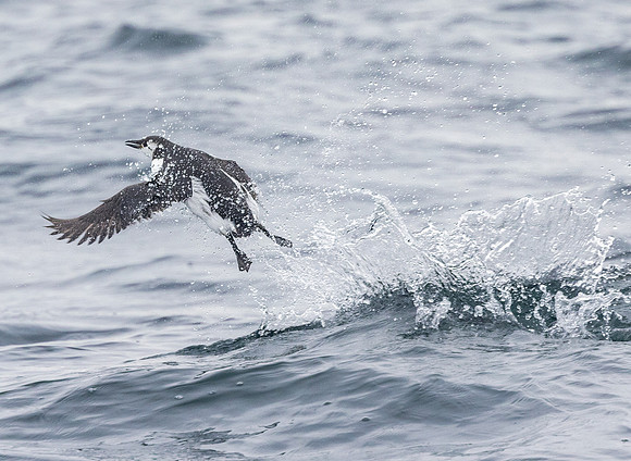 Common Murre, Uria aalge, Pelagic trip, Ocean City, Maryland, February 27, 2022 (6)