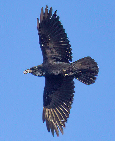 Common Raven, Corvus corax, Jockey Hollow Wildlife Area region, Harrison County, Ohio, November 26, 2022 (7)