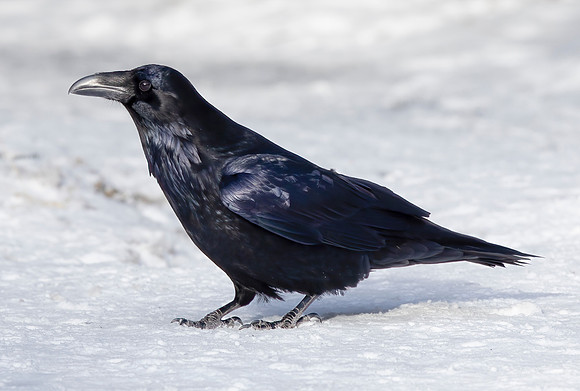 Common Raven, Corvus corax, Algonquin Provincial Park, Ontario, Canada, January 14, 2018 (45)