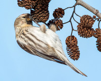 Common Redpoll, Acanthis flammea, Erie County, Ohio, February 15, 2022 (20)