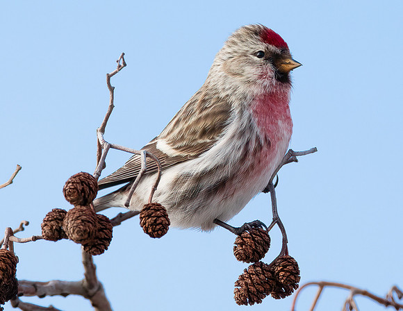 Common Redpoll, Acanthis flammea, Erie County, Ohio, February 15, 2022 (87)
