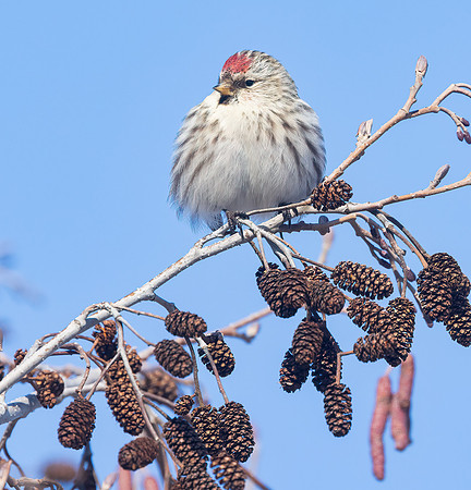Common Redpoll, Acanthis flammea, Erie County, Ohio, February 15, 2022 (14)