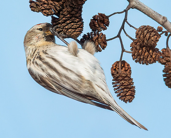 Common Redpoll, Acanthis flammea, Erie County, Ohio, February 15, 2022 (20)