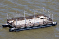 Common Tern nesting platforms at Willow Point Wildlife Area, Erie Co., OH May 16, 2016 (7)