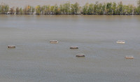 Common Tern nesting platforms at Willow Point Wildlife Area, Erie Co., OH May 16, 2016 (2) copy