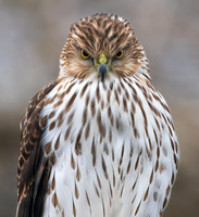 Cooper's Hawk, Accipiter cooperii, Franklin County, Ohio, December 29, 2021 (10)
