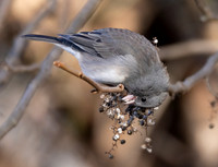 Dark-eyed Junco, Junco hyemalis, on Toxicodendron radicans, Shawnee State Forest, Scioto County, Ohio, November 23, 2022 (38)