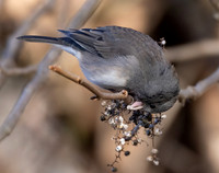 Dark-eyed Junco, Junco hyemalis, on Toxicodendron radicans, Shawnee State Forest, Scioto County, Ohio, November 23, 2022 (37)