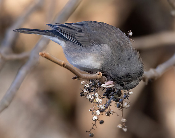 Dark-eyed Junco, Junco hyemalis, on Toxicodendron radicans, Shawnee State Forest, Scioto County, Ohio, November 23, 2022 (37)