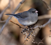 Dark-eyed Junco, Junco hyemalis, on Toxicodendron radicans, Shawnee State Forest, Scioto County, Ohio, November 23, 2022 (36)