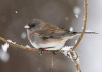 Dark-eyed Junco, Junco hyemalis, McCormac yard, Worthington, Franklin County, Ohio, January 22, 2023 (18)