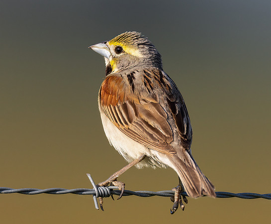 Dickcissel, Spiza americana, Kankakee Sands, Newton County, Indiana, June 29, 2022 (23)