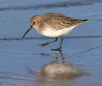 Dunlin, Calidris alpina, Battelle Darby MP, Franklin County, Ohio, November 3, 2023 (51)