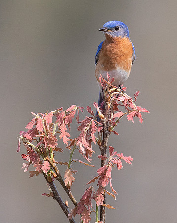 Eastern Bluebird, Sialia sialis, Presque Isle Co., Michigan, May 27, 2018 (31)