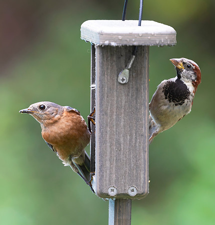 Eastern Bluebird, House Sparrow, Franklin County, Ohio, August 15, 2020