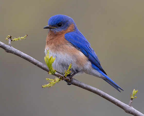 Eastern Bluebird, Sialia sialis, Emily Traphagen Park, Delaware County, Ohio, April 23, 2023 (14)
