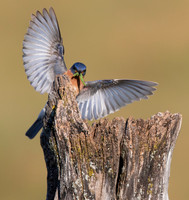 Eastern Bluebird fence post nests, Smith Road, south of the Wilds, Muskingum Co., OH June 25, 2016 (90)