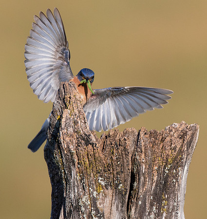Eastern Bluebird fence post nests, Smith Road, south of the Wilds, Muskingum Co., OH June 25, 2016 (90)