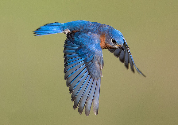 Eastern Bluebird, Sialia sialis, Glacier Ridge Metropark, Union Co., OH April 17, 2017 (5)