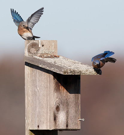 Eastern Bluebird, Sialia sialis, Glacier Ridge Metropark, Union Co., OH November 13, 2016 (13)