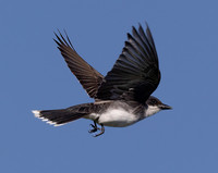 Eastern Kingbird, Tyrannus tyrannus, Kankakee Sands, Newton County, Indiana, June 29, 2022 (4)