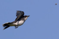 Eastern Kingbird, Tyrannus tyrannus, Kankakee Sands, Newton County, Indiana, June 29, 2022 (5)