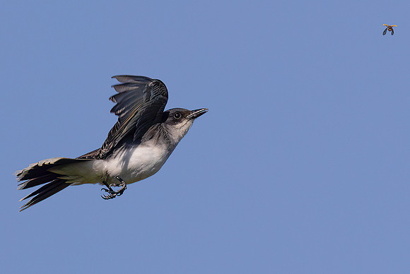 Eastern Kingbird, Tyrannus tyrannus, Kankakee Sands, Newton County, Indiana, June 29, 2022 (5)