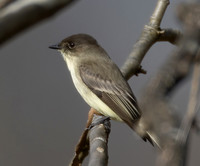 Eastern Phoebe, Sayornis phoebe, Beaver Valley CBC, Jackson County, Ohio, December 16, 2023 (7)