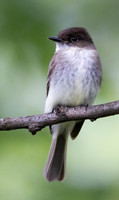 Eastern Phoebe, Sayornis phoebe, Green Lawn Cemetery, Franklin County, Ohio, May 14, 2023 (4)