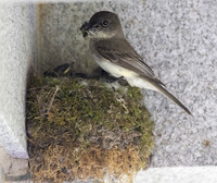 Eastern Phoebe, Sayornis phoebe, Green Lawn Cemetery, Franklin County, Ohio, May 14, 2023 (6)