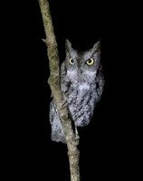 Eastern Screech-Owl, Megascops asio, Blake Mathys property, Union County, Ohio, November 11, 2023 (1)