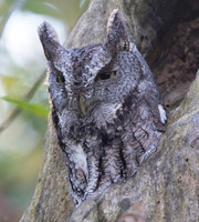 Eastern Screech-Owl, Megascops asio, Kiwanis Park, Franklin Co., OH October 16, 2017 (7)