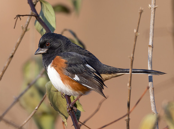 Eastern Towhee, Pipilo erythropthalmus, Shawnee State Forest, Scioto County, Ohio, November 23, 2022 (26)