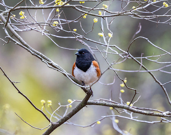 Eastern Towhee, Pipilo erythropthalmus, Bison Hollow, Hocking County, Ohio (9), April 8, 2022