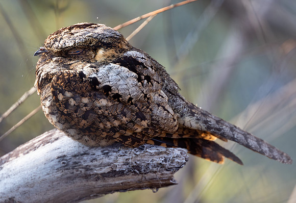 Eastern Whip-poor-will, Antrostomus vociferus, Lucas County, Ohio, May 10, 2022