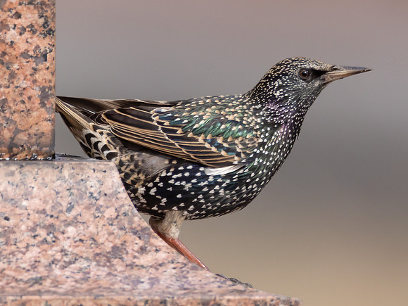 European Starling, Sturnus vulgaris, Green Lawn Cemetery, Franklin County, Ohio, February 8, 2023 (3)