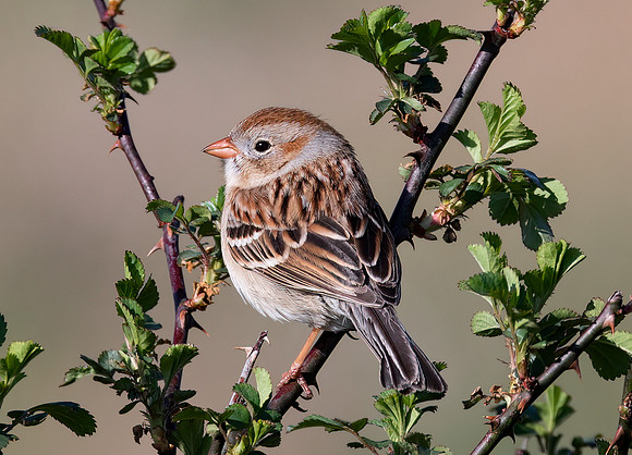 Field Sparrow, Spizella pusilla, Resilience Woods, Hocking County, Ohio, April 15, 2022 (18)