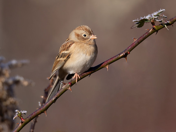 Field Sparrow, Spizella pusilla, Beaver Valley CBC, Jackson County, Ohio, December 16, 2023 (1)