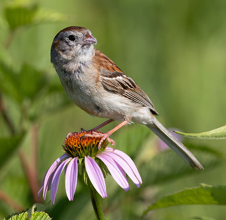 Field Sparrow, Spizella pusilla, just ate Spilosoma tiger moth, Huffman Prairie, Greene County, Ohio, July 19, 2022 (11)