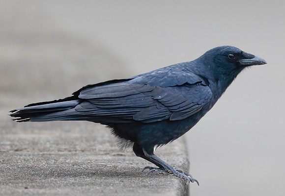 Fish Crow, Corvus ossifragus, Conowingo Dam, Maryland, December 12, 2022 (8)