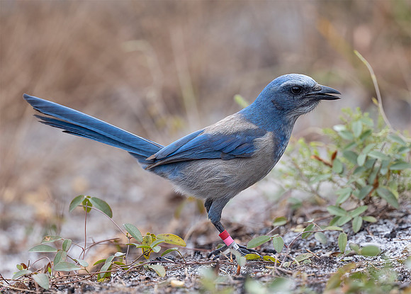 Florida Scrub Jay, Amphelocoma coerulescens, Jonathan Dickinson State Park, Florida, January 16, 2022