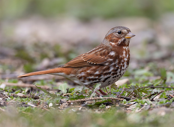 Fox Sparrow, Passerella iliaca, McCormac yard, Franklin County, Ohio, April 4, 2023 (17)