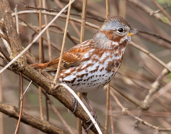 Fox Sparrow, Passerella iliaca, McCormac yard, Franklin County, Ohio, April 4, 2024 (6)