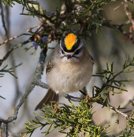 Golden-crowned Kinglet, Regulus satrapa, Greenlawn Cemetery, Frankln County, Ohio, December 6, 2023 (16)