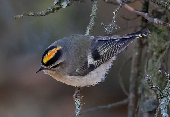 Golden-crowned Kinglet, Regulus satrapa, Greenlawn Cemetery, Frankln County, Ohio, December 6, 2023 (8)